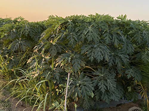 boom flower application on papaya
